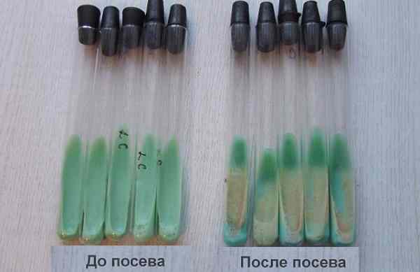 Бактерия о которой не говорят, является причиной многих болезней