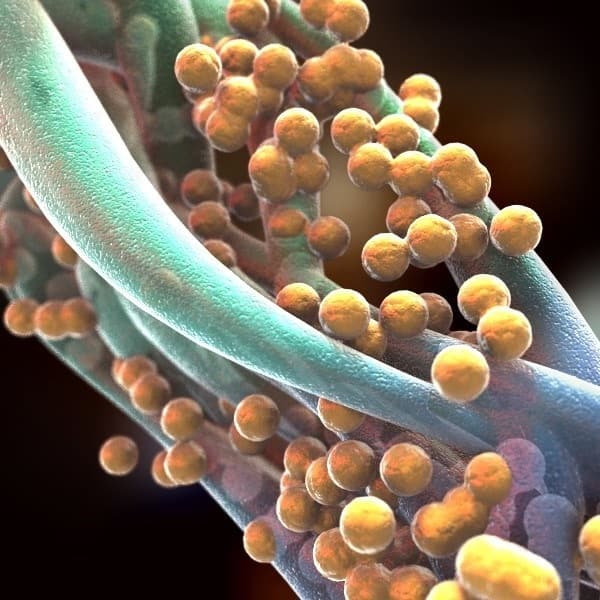 Опасные бактерии фото, картинки и трехмерные изображения