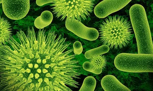 Знай своего врага в лицо – бактерии, фото которых вы еще не видели
